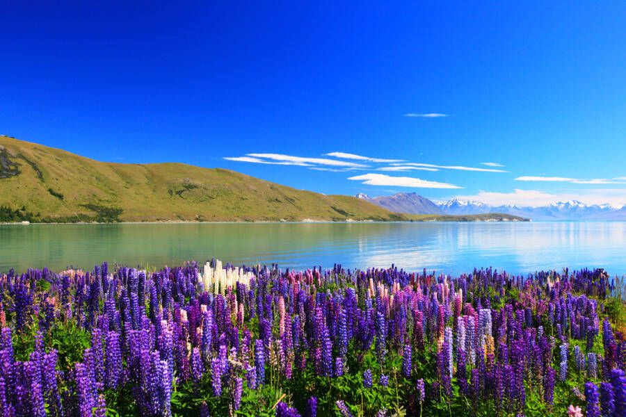 Papermoon Fotobehang Lupines Lake Tekapo