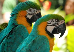 Papermoon Fotobehang Macaw Love Birds