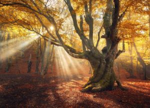 Papermoon Fotobehang Magical Old Trees Autumn forest