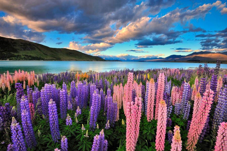 Papermoon Fotobehang Meer Tekapo lupines Vliesbehang eersteklas digitale print