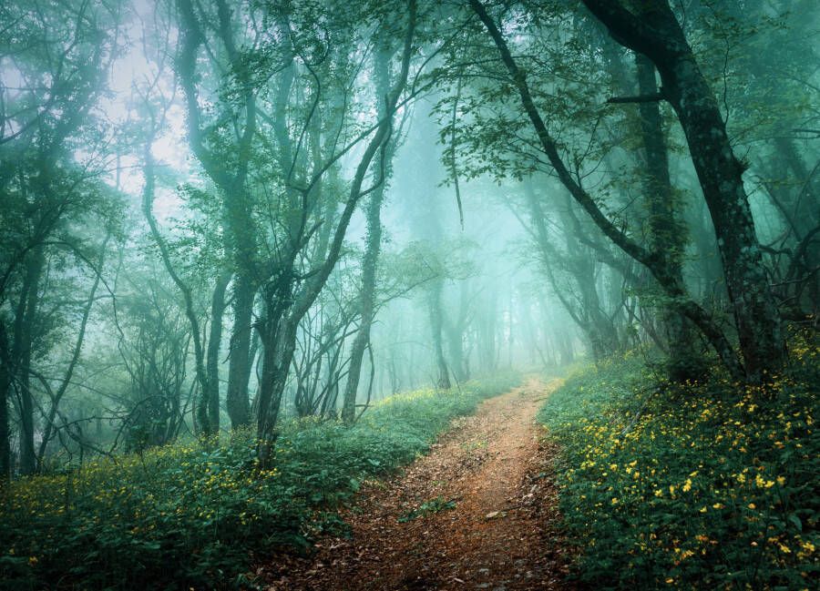 Papermoon Fotobehang Misty forest in Fog