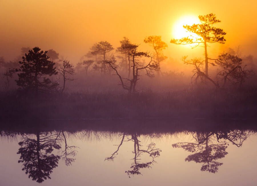 Papermoon Fotobehang Misty Morning Scenery