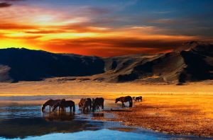 Papermoon Fotobehang Mongolian Horses