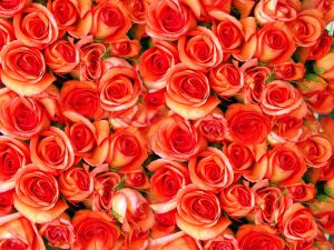 Papermoon Fotobehang Oranje roos