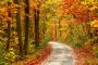 Papermoon Fotobehang Pathway in Colorful Autumn forest - Thumbnail 1