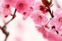 Papermoon Fotobehang Peach blossom - Thumbnail 1