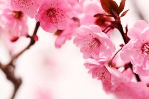 Papermoon Fotobehang Peach blossom