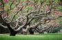 Papermoon Fotobehang Perzikenbomen in het voorjaar Vliesbehang eersteklas digitale print - Thumbnail 2