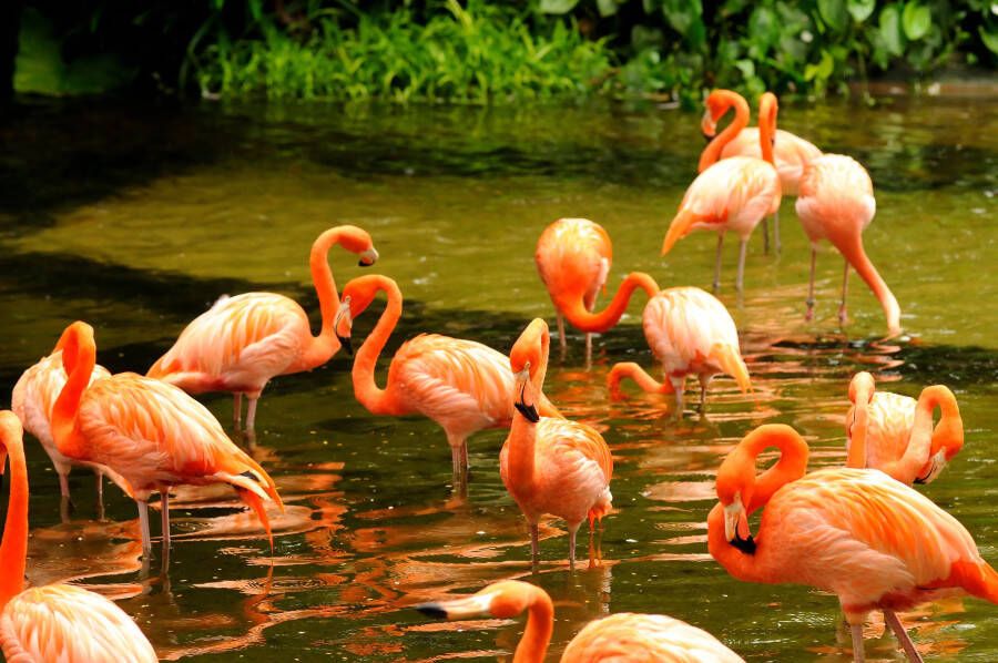 Papermoon Fotobehang Pink Flamingo's