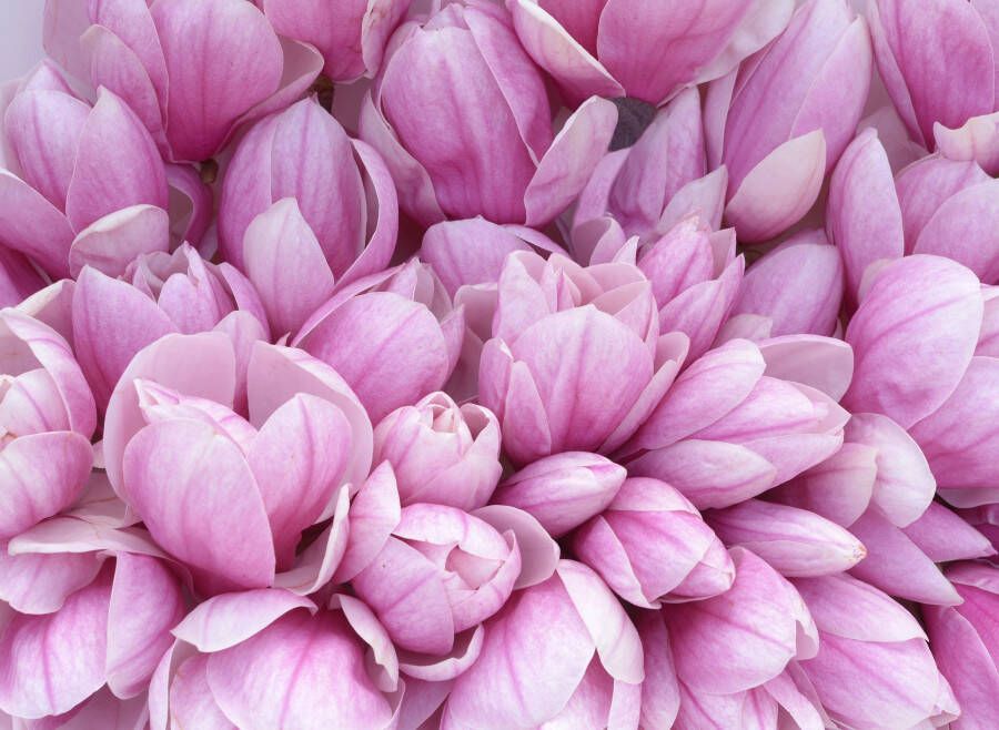 Papermoon Fotobehang Pink magnolia