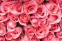 Papermoon Fotobehang Pink Roos Flowers - Thumbnail 1