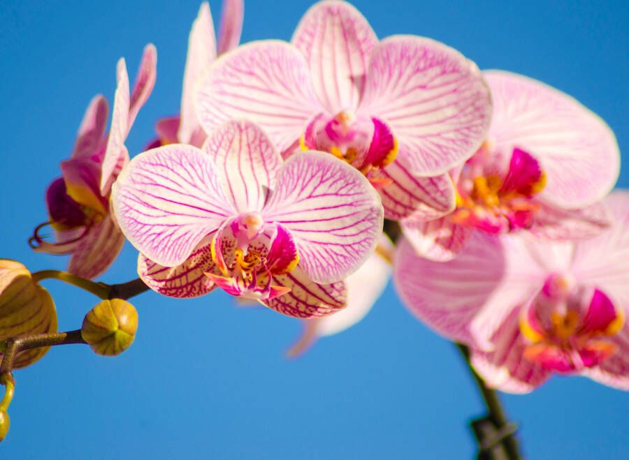Papermoon Fotobehang Pink Vlinderorchidee orchidee