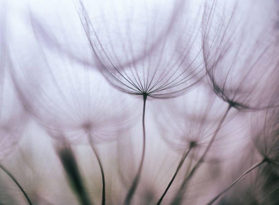 Papermoon Fotobehang Purper Abstract Dandelion