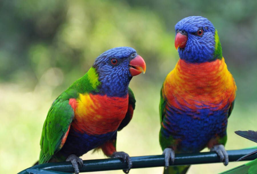 Papermoon Fotobehang Rainbow Lorikeets Birds