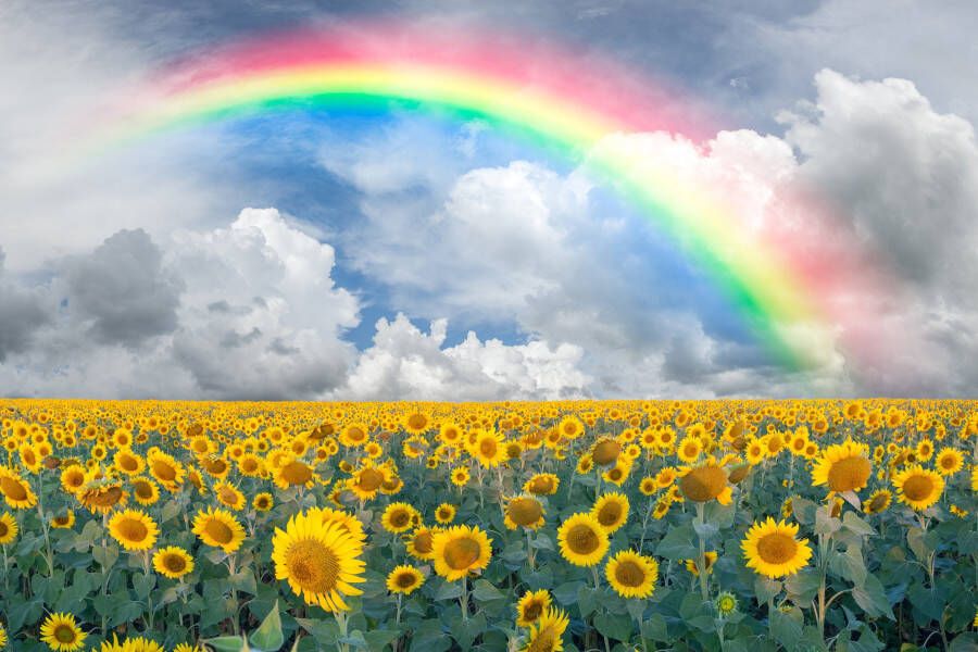 Papermoon Fotobehang Rainbow Sunflowers