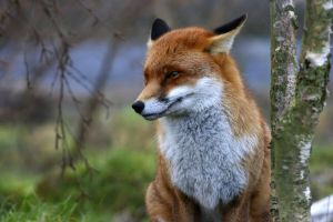 Papermoon Fotobehang Red Fox