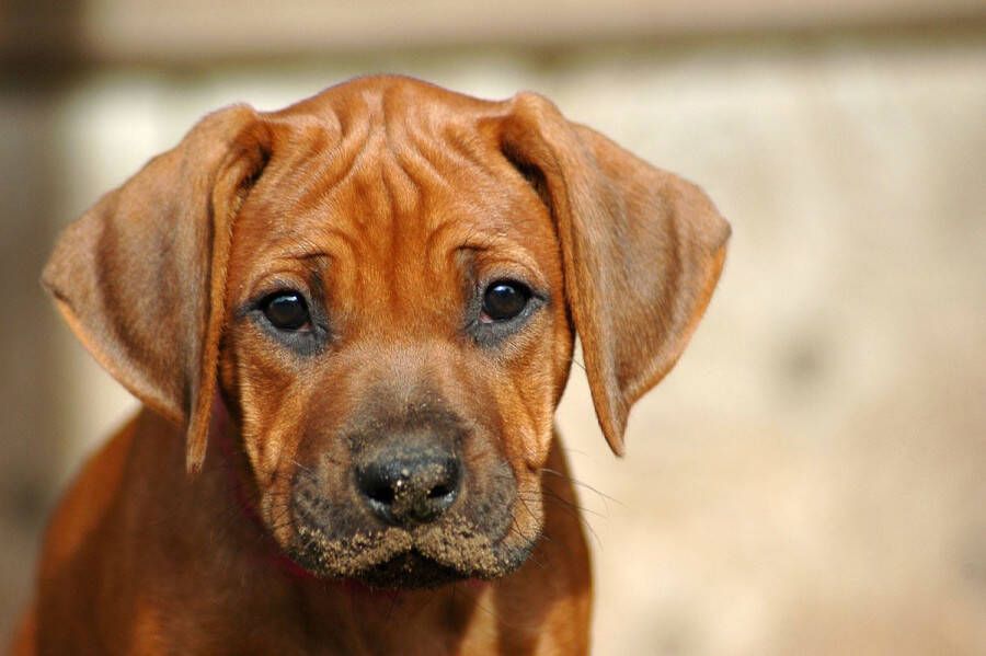 Papermoon Fotobehang Rhodesian ridgeback pup Vliesbehang eersteklas digitale print