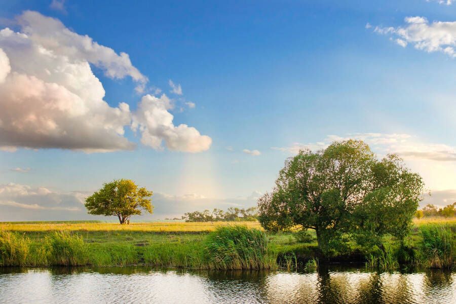 Papermoon Fotobehang River Tree Landscape