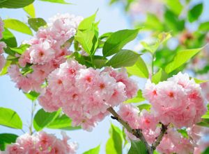 Papermoon Fotobehang Sakury cherry Blossom