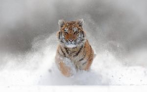 Papermoon Fotobehang Siberian tijger