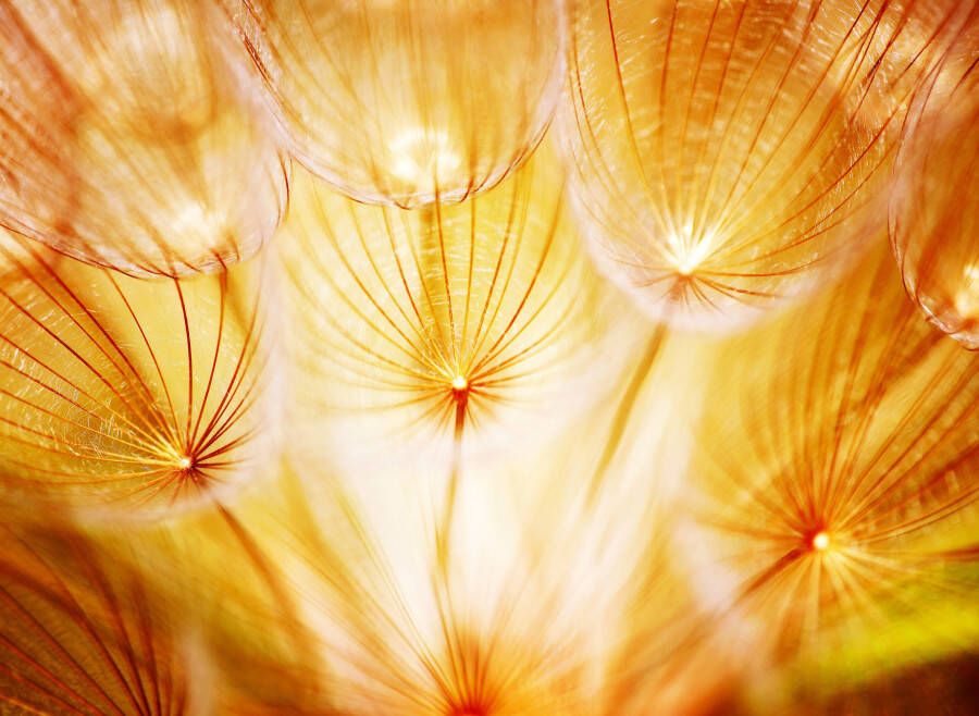 Papermoon Fotobehang Soft Dandelion Flowers