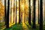 Papermoon Fotobehang Sunny forest Vlies 5 banen 250 x 180 cm (5-delig) - Thumbnail 1