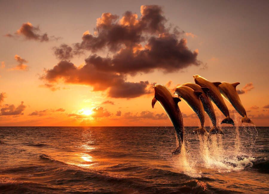 Papermoon Fotobehang Sunset Jumping Dolphins