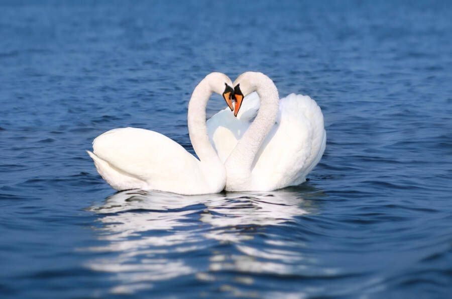 Papermoon Fotobehang Swan Love Couple