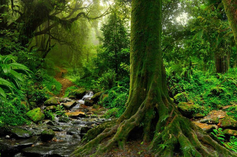 Papermoon Fotobehang Tropische Jungle stream Vliesbehang eersteklas digitale print