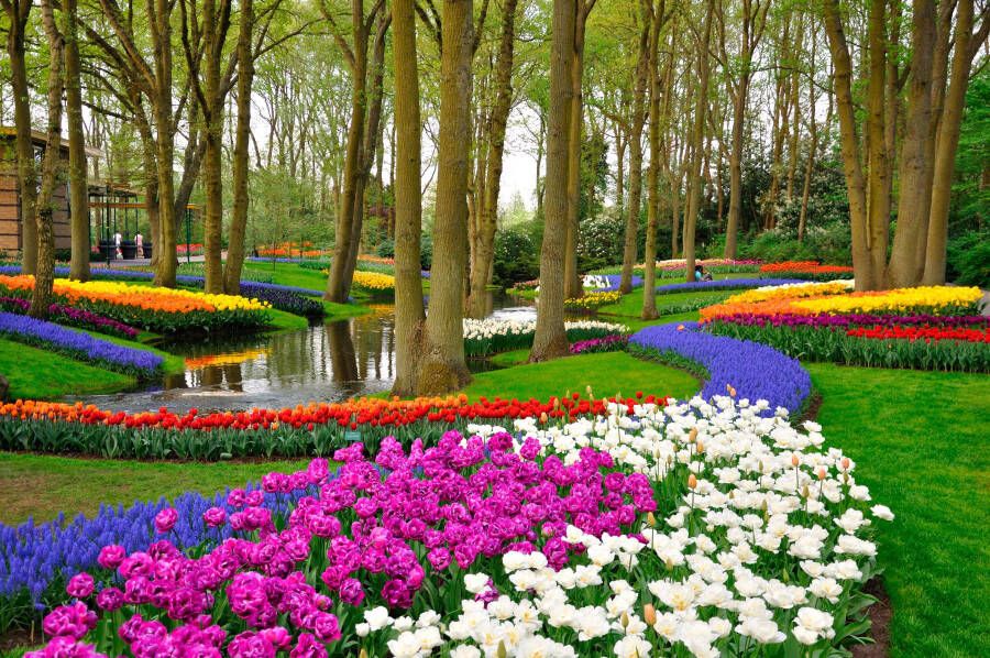 Papermoon Fotobehang Tulips in Keukenhof park