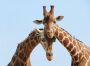 Papermoon Fotobehang Verliefde giraffen Vliesbehang eersteklas digitale print - Thumbnail 1