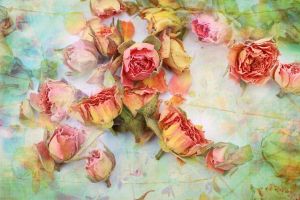 Papermoon Fotobehang Vintage rozen Vliesbehang eersteklas digitale print