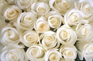 Papermoon Fotobehang White Roses