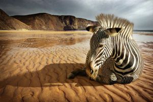 Papermoon Fotobehang Zebra op het strand fluwelig vliesbehang eersteklas digitale print