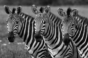 Papermoon Fotobehang Zebra s zwart & wit fluwelig vliesbehang eersteklas digitale print