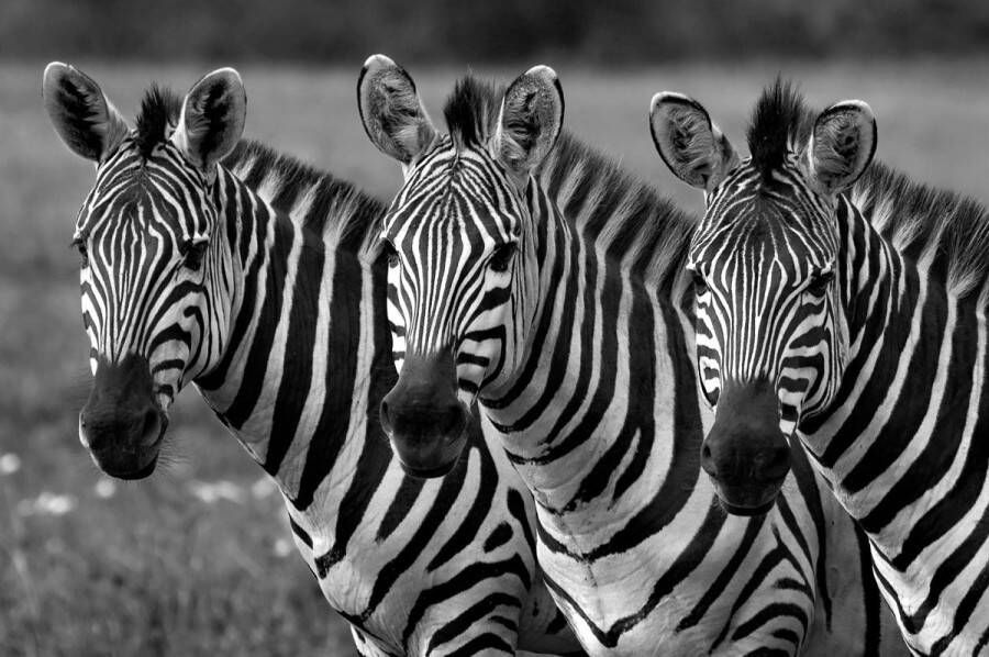 Papermoon Fotobehang Zebra's zwart & wit Vliesbehang eersteklas digitale print