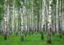 Papermoon Fotobehang Zoemer Birch forest - Thumbnail 1