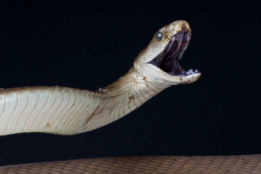 Papermoon Fotobehang Zwarte mamba aanvallen Vliesbehang eersteklas digitale print