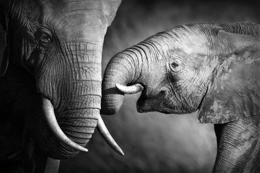 queence Artprint op linnen Olifant Premium canvasstof handgemaakt in Duitsland 60x40cm