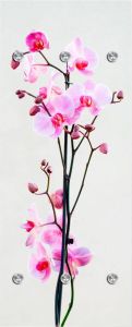 Queence Kapstok Orchidee met 6 haken 50 x 120 cm