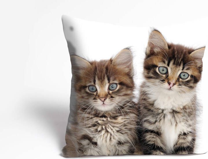 Queence Sierkussen Patrick Kussenhoes katten dierenmotief schattig speels huisdieren decoratief (1 stuk)