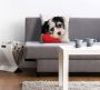 Queence Sierkussen Vanessa Kussenhoes schattige kleine hond schattig dierenmotief charmant vriendelijk (1 stuk) - Thumbnail 1