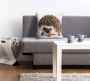 Queence Sierkussen Veit Kussenhoes egels schattig dierenmotief schattig natuurmotief speels (1 stuk) - Thumbnail 1
