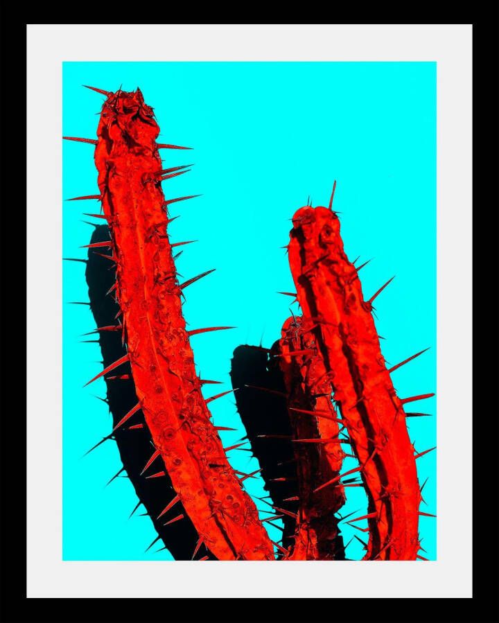 Queence Wanddecoratie Cactus in 3 maten ingelijst