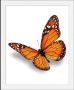 Queence Wanddecoratie Evelina HD premium posterdruk incl. houten lijst (1 stuk) - Thumbnail 1