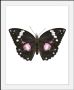 Queence Wanddecoratie Marissa HD premium posterdruk incl. houten lijst (1 stuk) - Thumbnail 1