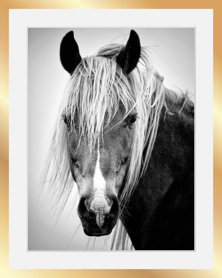 Queence Wanddecoratie Paardenkop HD premium posterdruk incl. houten lijst in zwart