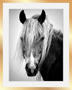Queence Wanddecoratie Paardenkop in 3 maten ingelijst