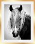 Queence Wanddecoratie Paardenkop HD premium posterdruk incl. houten lijst in zwart - Thumbnail 1