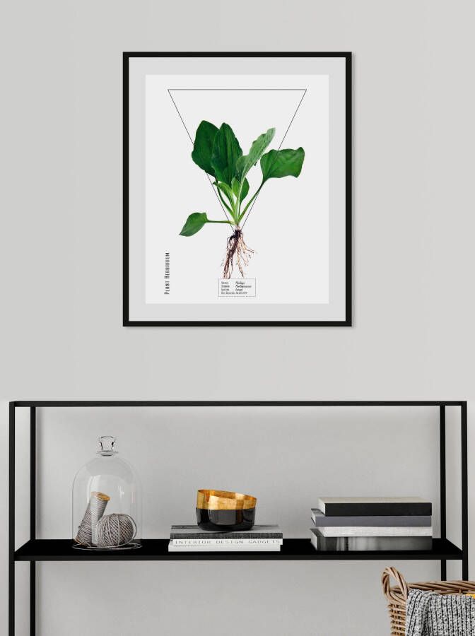Queence Wanddecoratie Plantago (1 stuk)